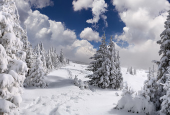 Картинка природа зима деревья облака снег