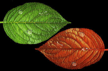 Картинка природа листья зеленое красное