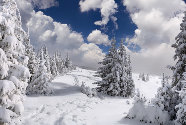 Обои картинки фото природа, зима, деревья, облака, снег