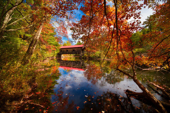 Картинка природа реки озера камни река деревья осень лес