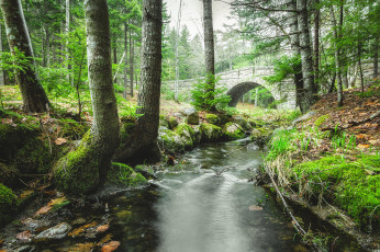 Картинка природа реки озера лес национальный парк аркадия каменный мост река штат мэн