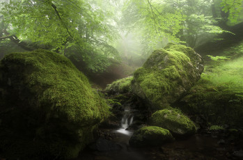 Картинка природа реки озера мох ручей лес зелень камни