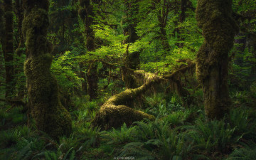 Картинка природа лес деревья папоротники зелень
