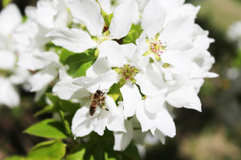 Картинка цветы цветущие+деревья+ +кустарники кустарники цветущие деревья пчела белый