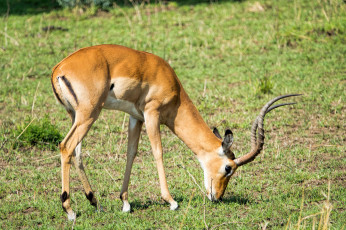 Картинка животные антилопы саванна