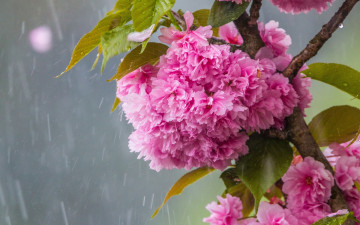 обоя цветы, сакура,  вишня, цветение, весной, ветка, сакуры, дождь