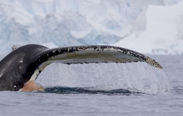 Картинка животные киты +кашалоты океан