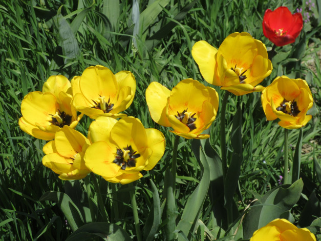 Обои картинки фото цветы, тюльпаны, апрель, весна, 2018