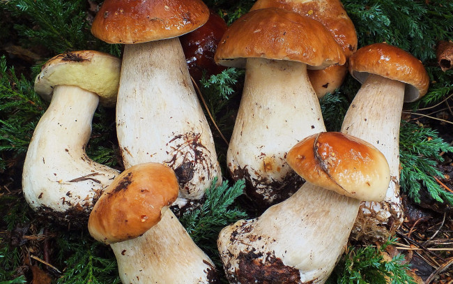 Обои картинки фото еда, грибы,  грибные блюда
