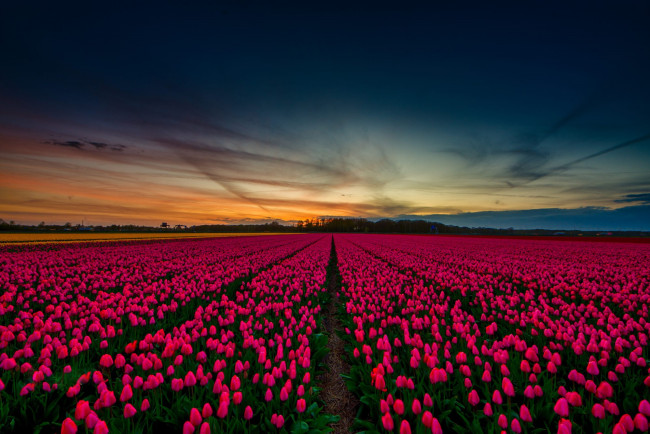 Обои картинки фото цветы, тюльпаны, весна, небо, красивые