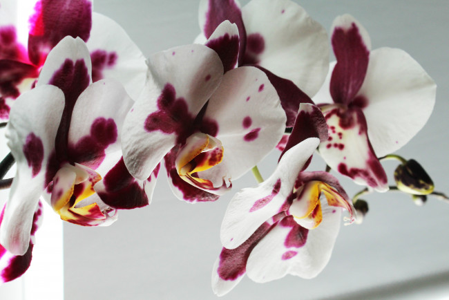 Обои картинки фото орхидея, цветы, орхидеи, фон