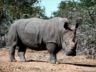 Картинка носорог животные носороги