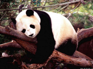 Картинка панда животные панды