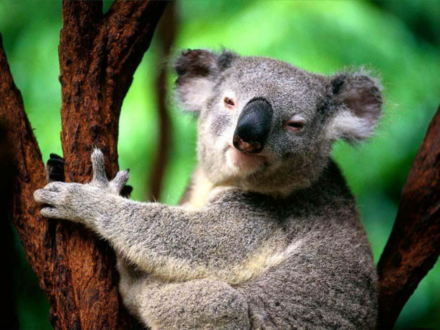Обои картинки фото коала, животные, коалы