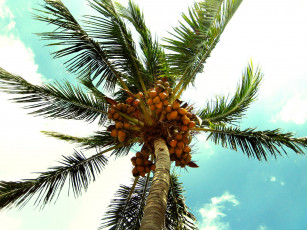 Картинка природа плоды кокос