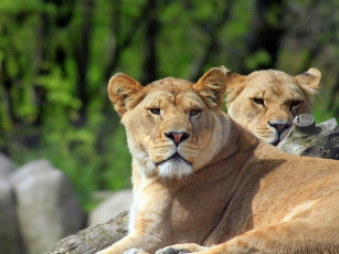 Картинка животные львы хищник взгляд