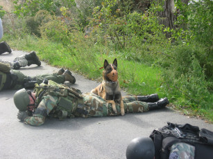Картинка животные собаки солдат