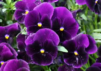Картинка цветы анютины глазки садовые фиалки фиолетовый яркий