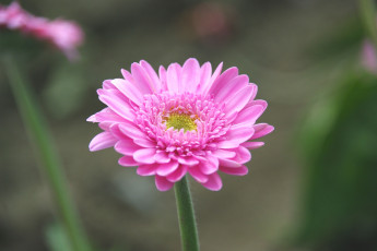 Картинка цветы герберы розовый лепестки