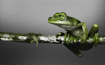Картинка животные лягушки лягушка зеленая ветка