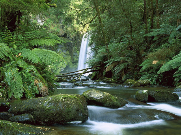 Обои картинки фото национальный, парк, виктория, австралия, природа, водопады, папоротник, поток, водопад