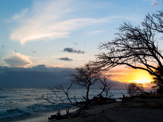 Обои картинки фото природа, восходы, закаты, дерево, море, побережье
