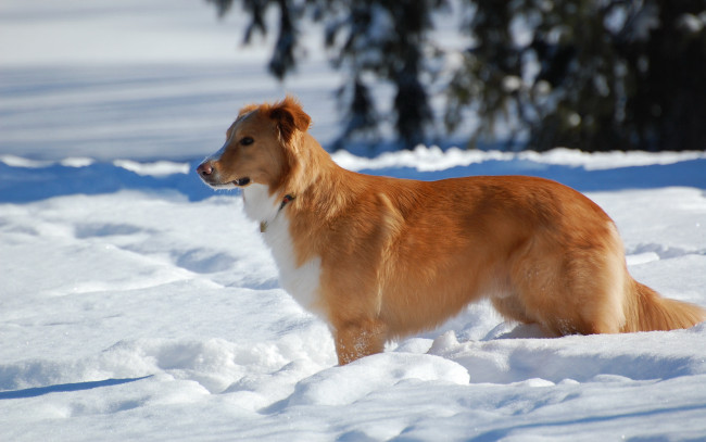 Обои картинки фото животные, собаки, снег, собака, рижая