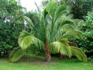 Картинка botanical gardens hawaii природа парк пальмы