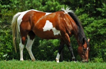 Картинка животные лошади лошадь