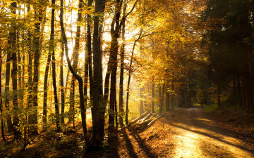 Картинка forest природа лес свет дорога