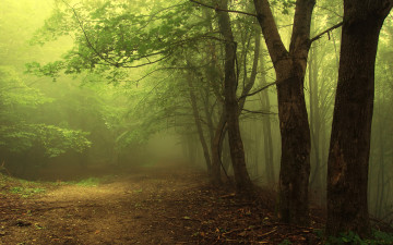 Картинка природа лес туман деревьев стволы поляна сумрак