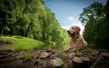 Картинка животные собаки собака река природа