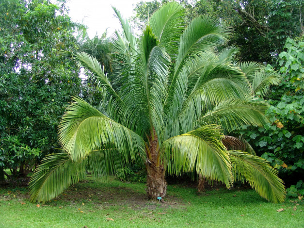 Обои картинки фото botanical, gardens, hawaii, природа, парк, пальмы