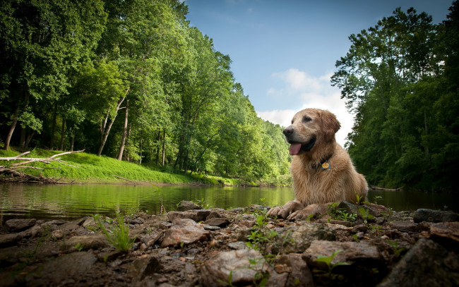 Обои картинки фото животные, собаки, собака, река, природа
