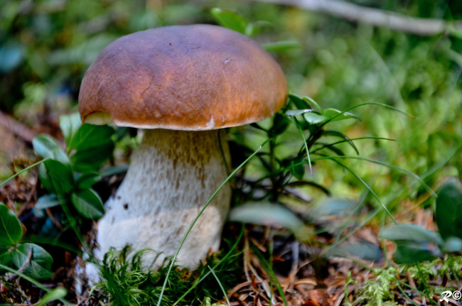 Обои картинки фото природа, грибы, боровик, белый, гриб