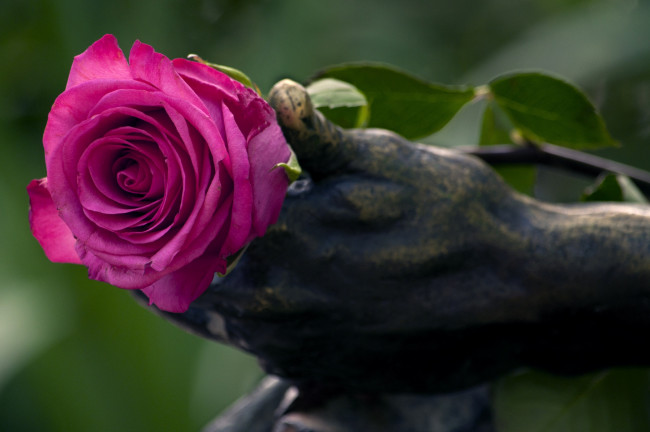 Обои картинки фото цветы, розы, лиловый, роза, статуя, рука