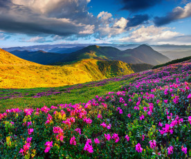 Картинка природа пейзажи азалии поля горы небо