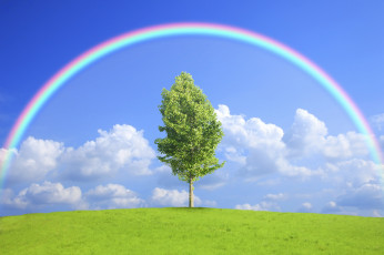 Картинка природа деревья поле дерево радуга nature field tree rainbow