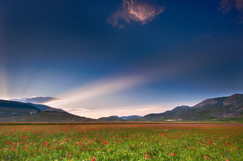 Картинка природа луга свет небо маки поле облако италия умбрия