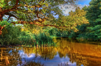 Картинка природа реки озера заросли озерце лес