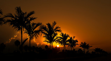 Картинка природа тропики пальмы светило сумерки