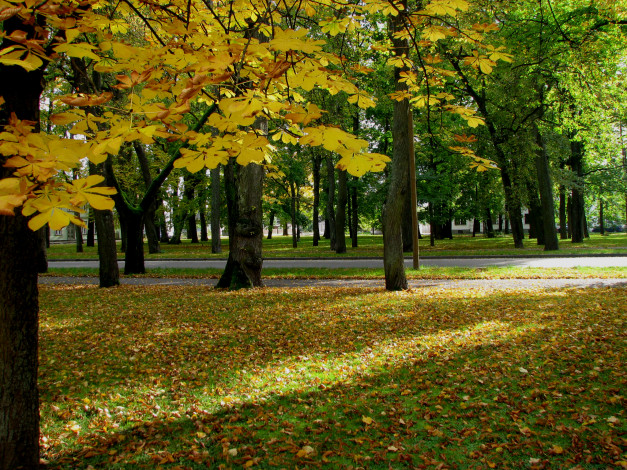 Обои картинки фото природа, парк, деревья, осень