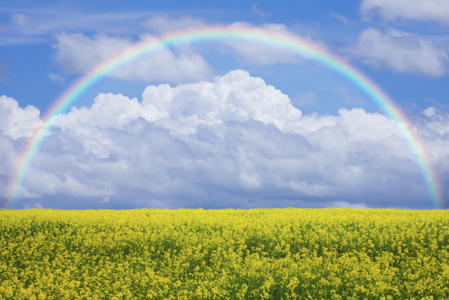 Обои картинки фото природа, луга, поле, луг, цветы, небо, радуга, nature, field, lawn, flowers, sky, rainbow