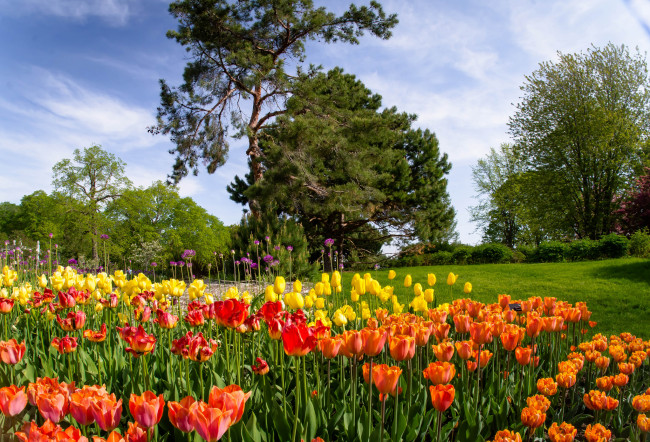 Обои картинки фото природа, парк, деревья, тюльпаны
