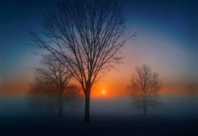 Обои картинки фото природа, восходы, закаты, туман, дерево, солнце, утро, рассвет