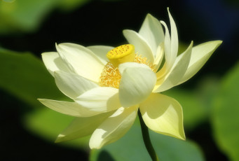Картинка цветы лотосы лепестки макро природа лотос