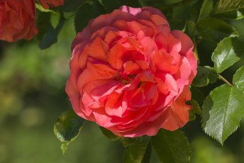 Картинка цветы розы роза лепестки макро красная красота