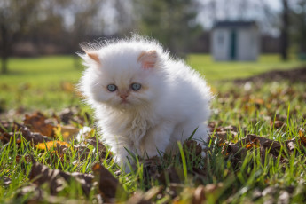 Картинка животные коты котёнок белый пушистый прогулка