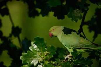 Картинка животные попугаи индийский кольчатый попугай ожереловый крамера птица дуб дерево ветка