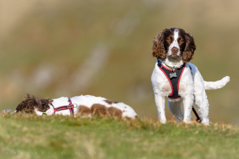 Картинка животные собаки английский спрингер-спаниель спаниель